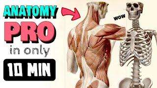  FULL BODY ANATOMY CRASH COURSE (for artists)