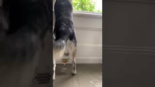 Taught my dog how to pee standing up and into a cup ‍️ @animalsdoingthings #fyp #dogsoftiktok