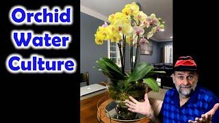 Orchid Water Culture - Is it a Good Idea?