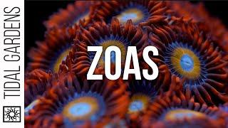 Zoanthus Coral Care Tips