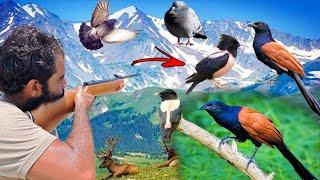 Airgun Wild Birds Hunting !