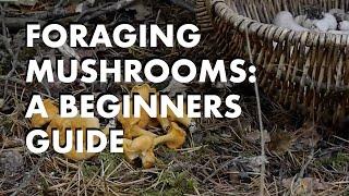 Foraging for Mushrooms: A beginners guide