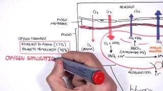 Respiration Gas Exchange