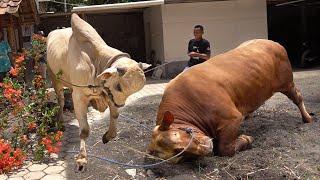 Funny Or Danger !? Cow playing before enter the truck