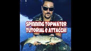 Tutorial: Spinning topwater e attacchi da panico!