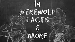 Werewolf 101 w/ClockieRaccoon! 14 Facts About Werewolves & More 