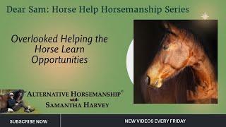 Ignored Horse Learning Opportunities Dear Sam: Horse Help