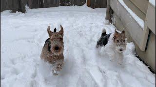 Welsh terrier and Wire haired fox terrier, Ellie’s first snow experience! Late upload.