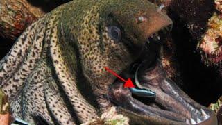 MUST WATCH World's Dramatic And Fascinating Battles Of Moray Eels 2021.