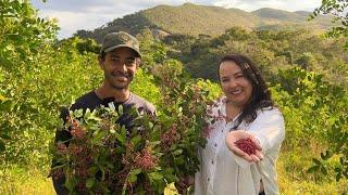 CASAL INVESTE EM PLANTAÇÃO DE PIMENTA ROSA EM MINAS