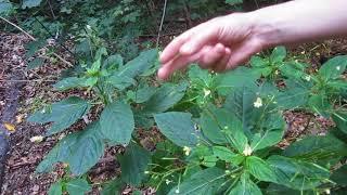 The impatient Balsamine plant