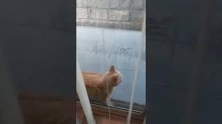 Cat stuck inside the window