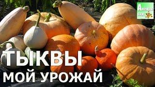 ТЫКВЫ. Мой урожай и сорта!!!