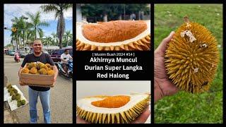 Akhirnya Muncul Durian Super Langka Red Halong.. Salah Satu Jenis Suluk Terbaik di Borneo