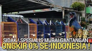 UNTUNG BERLIPAT ! MURAI GACOR BERGARANSI MULAI 2JT AN GRATIS ONGKIR SE-INDONESIA YANG PRESTASIAN