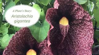 A Plant's Story: Aristolochia gigantea