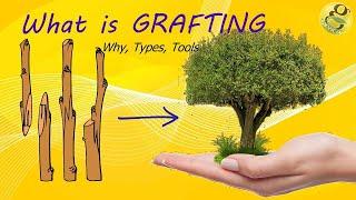 What is Grafting - Methods,Techniques,Benefits of Grafting | Grafting Tools