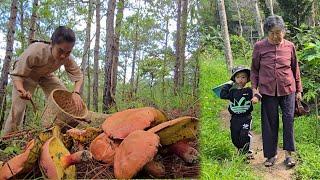 Discovering mushrooms under the pine hill: Treasures from nature l Ly Phuc Huyen