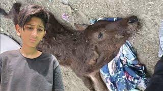 Our Baby Cow Sultan Died !