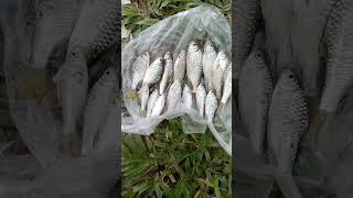 #mandor mancing,  hasil akhir smalam sore/kurang  #jangkauan #fishing #mancingmania