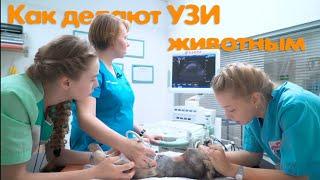 Как делают УЗИ животным в ветеринарной клинике Ветдоктор – ответ 5