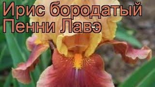 Ирис бородатый Пенни Лавэ (iris)  ирис Пенни Лавэ обзор: как сажать саженцы ириса Пенни Лавэ