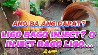 ANO BA ANG DAPAT? LIGO BAGO INJECT? O INJECT BAGO LIGO...#backyardbreeding #tips #happiness #farming