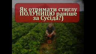 Як отримати стиглу  ПОЛУНИЦЮраніше за Сусіда