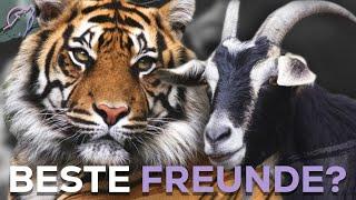 Wie ein Tiger und eine Ziege beste Freunde wurden!