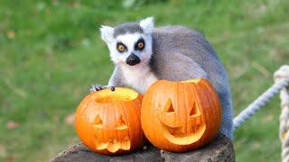 Petrifying pumpkins no match for animals at Whipsnade