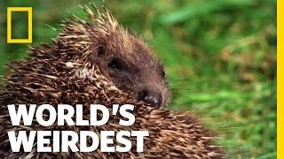 Hedgehogs Love Poisons | World's Weirdest