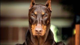 O Poder do Doberman | A fera da guarda Alemã