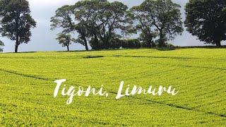 THIS IS KENYA- Exploring Tigoni, Limuru