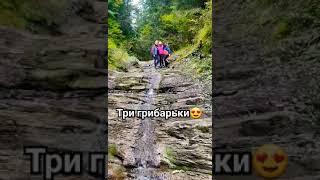 Три грибарьки#синевир #закарпаття #природа #позитив #ліс #україна #село