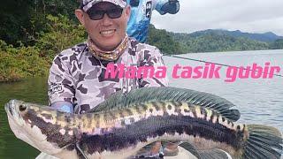 Tasik gubir casting Ikan toman mama ,giant snake head,鱼虎，support subscribe like comment tq guy’s