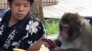 Обычный разговор обезьяны и человека