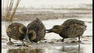 Eurasian teal. Wintering birds | Film Studio Aves