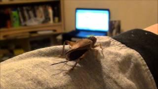 How  to  sex  feeder field crickets