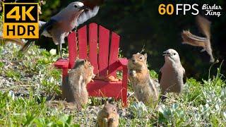 Cat TV for Cats to Watch  Squirrels and Birds Enjoy the Adirondack Chair  8 Hours 4K HDR 60FPS