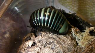 Giant Green Millipedes!!