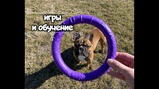 Игры и игрушки для французского бульдога. Обучение командам