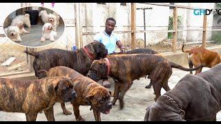 A visit to Richy's Kennel | Solid Bull Mastiff, Neapolitan Mastiff and Maltese Dog Kennel |