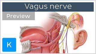 Vagus nerve: location, branches and function (preview) - Neuroanatomy | Kenhub