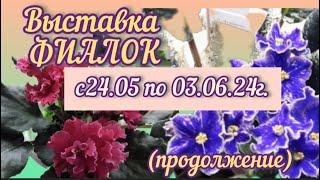 Выставка ФИАЛОК. ч. 2 "Здравствуй, лето-2024"  с 24.05 по 03.06.24  #выставкафиалок  #новинкифиалок