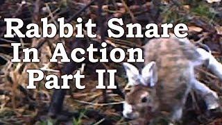Rabbit Snaring ON TRAIL CAMERA! | Dodge, Dip, Dive, Duck and Dodge
