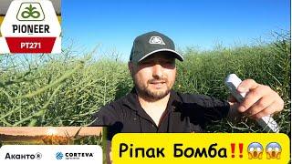 Ріпак Pioneer PT271 і засоби захисту ріпаку від компанії Corteva‼️