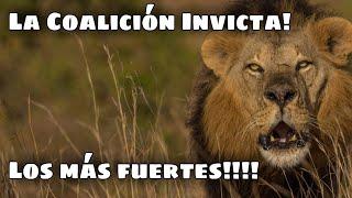 THE REAL FIGHTERS!!! 4 LIONS! English subtitles