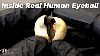 The Coolest Eyeball Video You'll Ever See