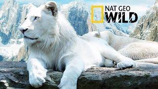 The Rare and Exotic Animals " White Lions"-[HD]National Geographic[Full Documentary]