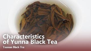 What are the Characteristics of Yunnan Black Tea？